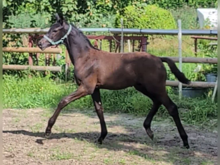 Hannoveraner Hengst Fohlen (04/2024) 172 cm Rappe in Rosengarten