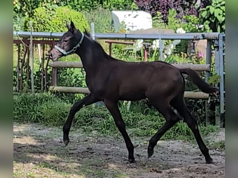 Hannoveraner Hengst Fohlen (04/2024) 172 cm Rappe in Rosengarten