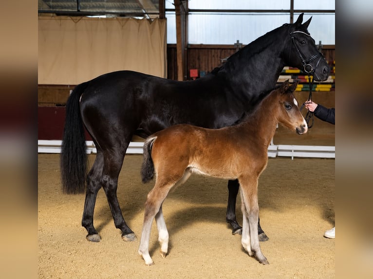 Hannoveraner Hengst Fohlen (02/2026) 172 cm Schwarzbrauner in Dorum