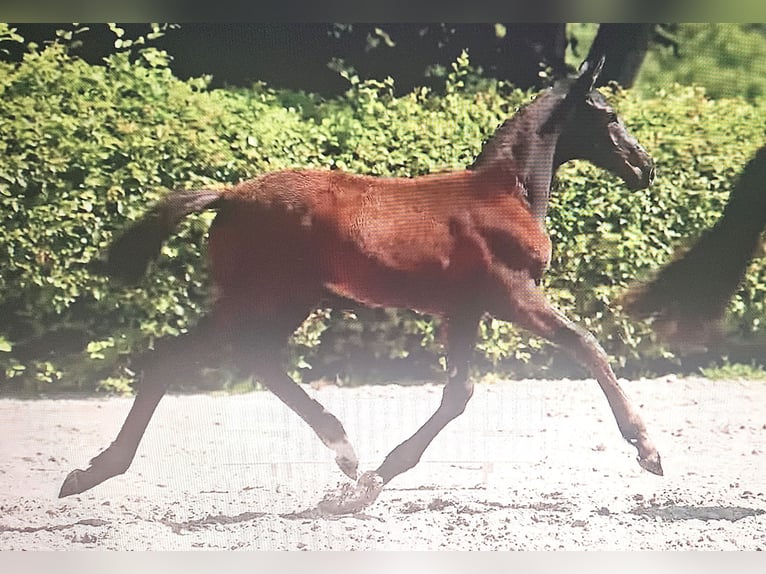 Hannoveraner Hengst Fohlen (03/2025) 172 cm Schwarzbrauner in Nienhagen
