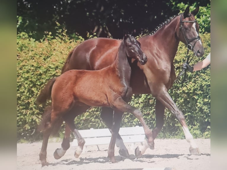 Hannoveraner Hengst Fohlen (03/2025) 172 cm Schwarzbrauner in Nienhagen