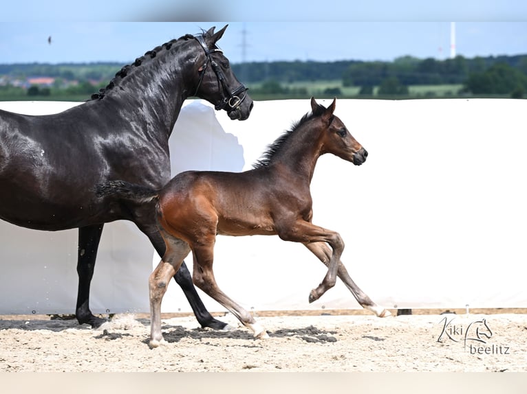 Hannoveraner Hengst Fohlen (04/2026) 172 cm Schwarzbrauner in Königslutter am Elm