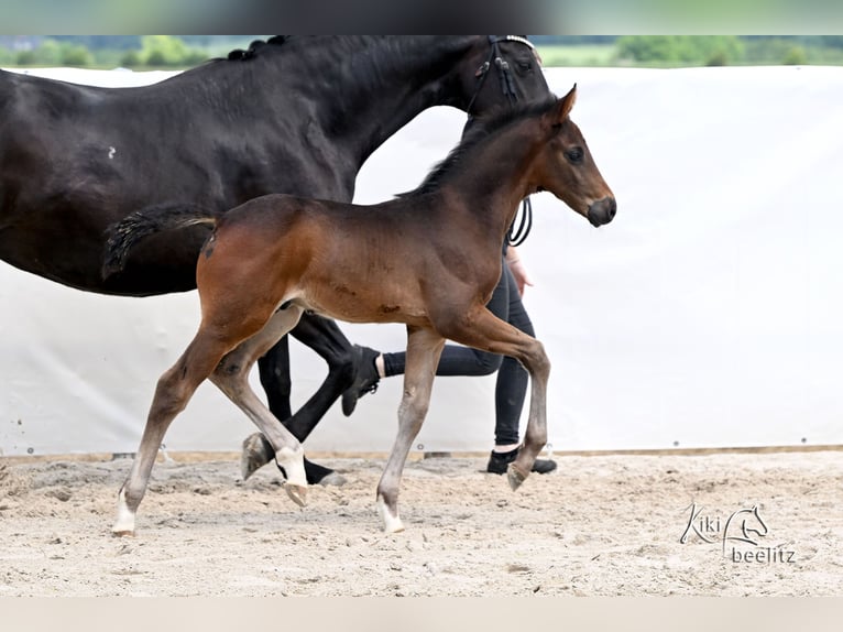Hannoveraner Hengst Fohlen (04/2026) 172 cm Schwarzbrauner in Königslutter am Elm
