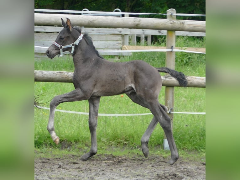 Hannoveraner Hengst Fohlen (05/2024) 173 cm Rappe in Greifenstein