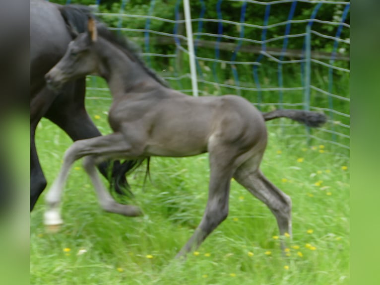 Hannoveraner Hengst Fohlen (05/2024) 173 cm Rappe in Greifenstein