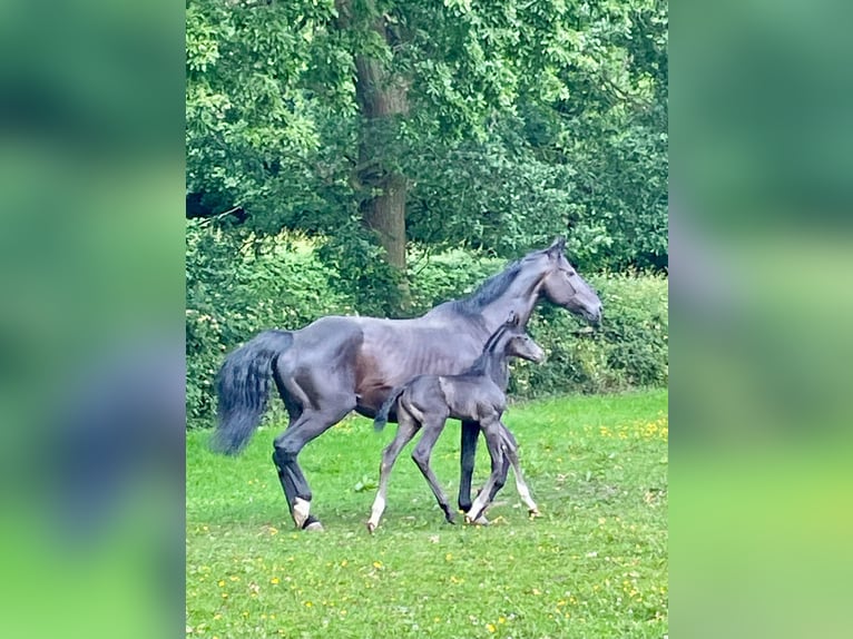 Hannoveraner Hengst  173 cm Rappe in Manchester