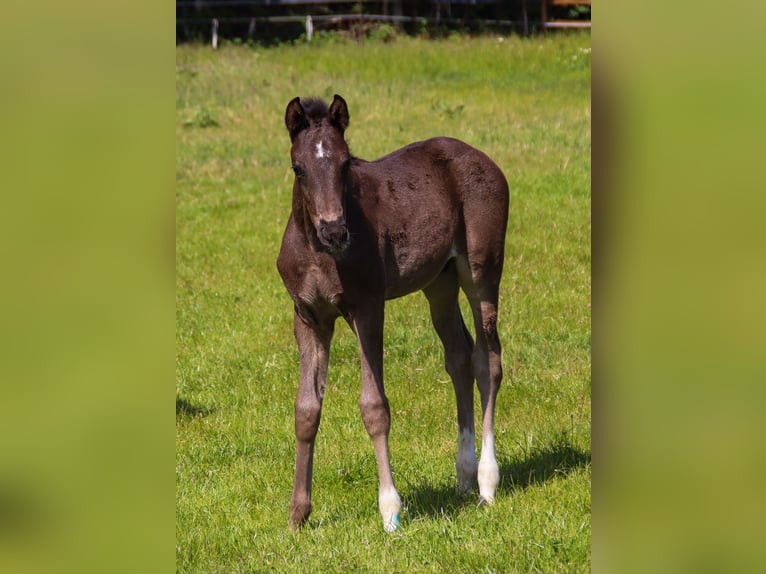 Hannoveraner Hengst  173 cm Rappe in Visbek