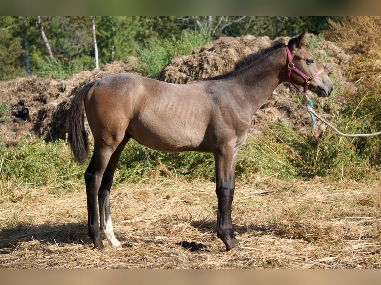 Hannoveraner Hengst Fohlen (05/2025) 173 cm Schimmel in Red Deer County, Alberta
