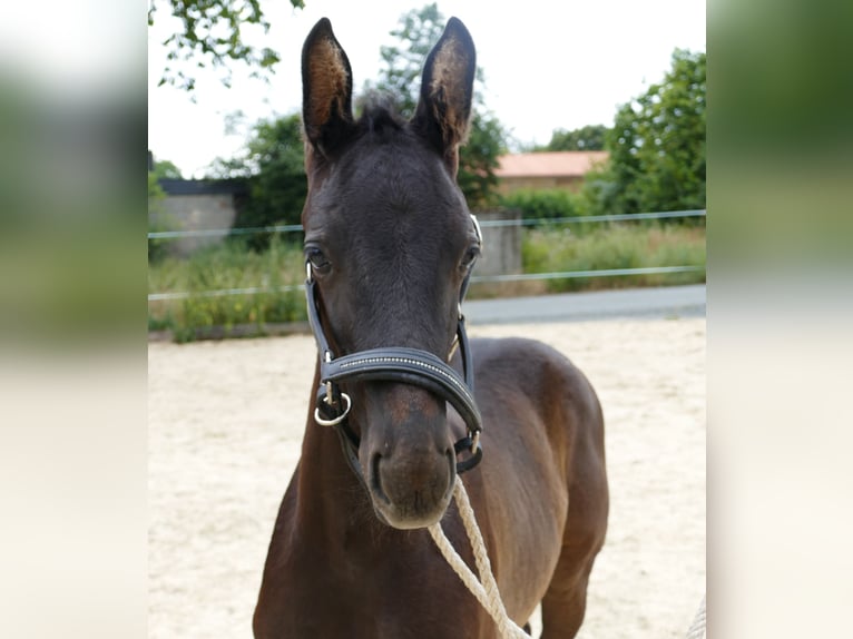 Hannoveraner Hengst Fohlen (05/2026) 173 cm Schwarzbrauner in Frankenau