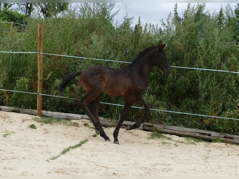 Hannoveraner Hengst Fohlen (05/2026) 173 cm Schwarzbrauner in Frankenau