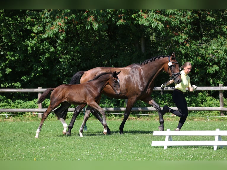Hannoveraner Hengst Fohlen (03/2026) 174 cm Brauner in Elze