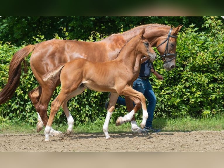Hannoveraner Hengst Fohlen (04/2025) 174 cm Dunkelfuchs in Lautertal