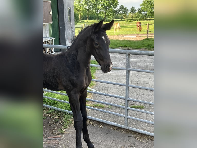 Hannoveraner Hengst Fohlen (05/2024) 174 cm Kann Schimmel werden in Friedeburg Wiesede