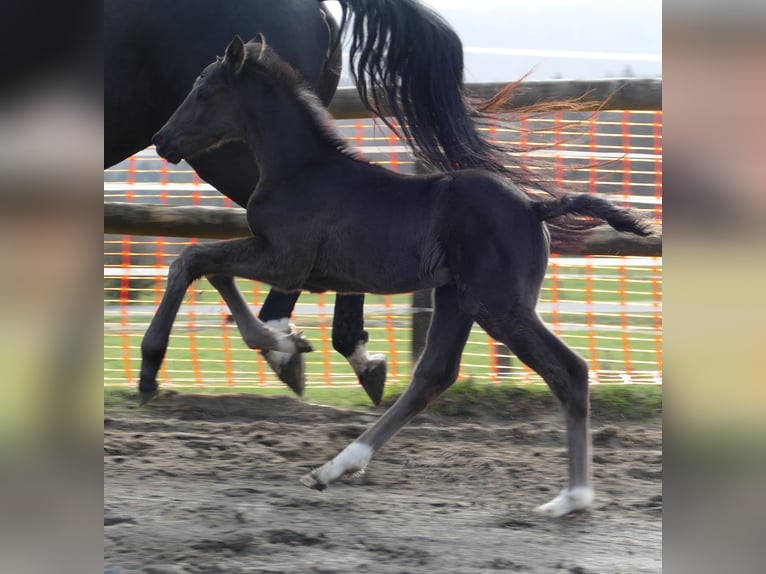 Hannoveraner Hengst Fohlen (03/2026) 174 cm Rappe in Greifenstein