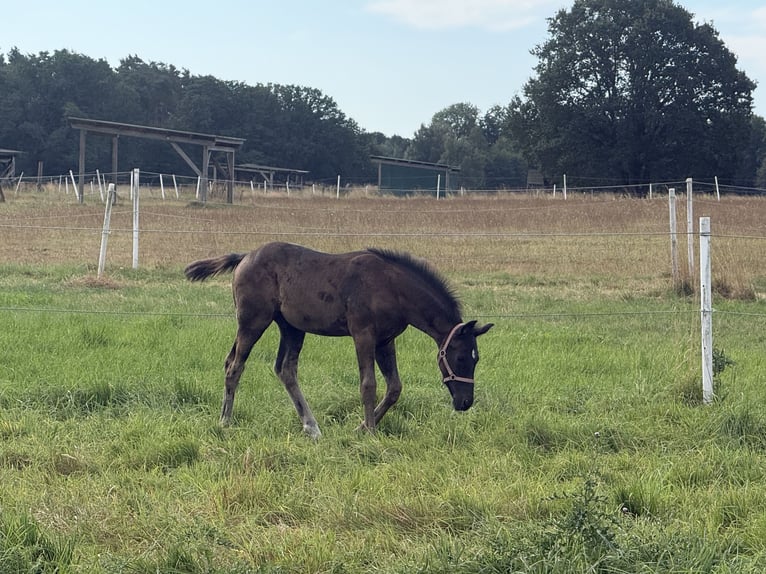 Hannoveraner Hengst Fohlen (05/2026) 174 cm Rappe in Ehra-Lessien