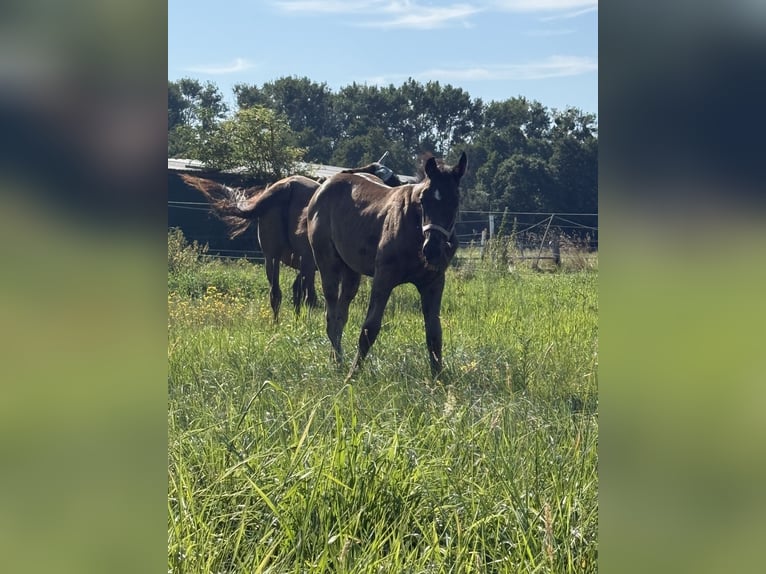 Hannoveraner Hengst Fohlen (05/2026) 174 cm Rappe in Ehra-Lessien