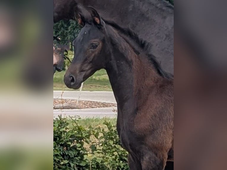Hannoveraner Hengst  174 cm Rappe in Grafeld