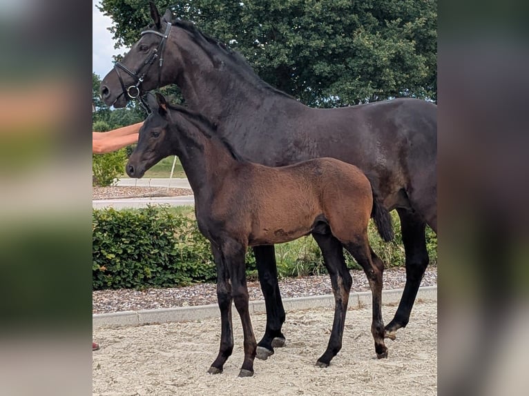 Hannoveraner Hengst  174 cm Rappe in Grafeld