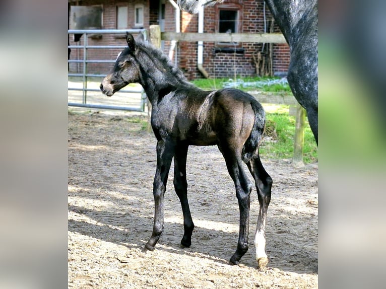 Hannoveraner Hengst Fohlen (03/2024) 174 cm Schimmel in WesterstedeWesterstede