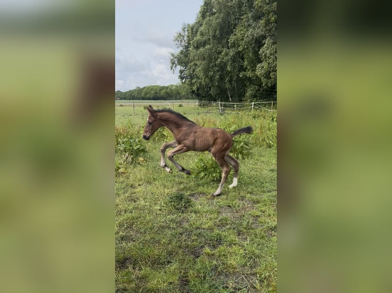 Hannoveraner Hengst  175 cm Brauner in Norden