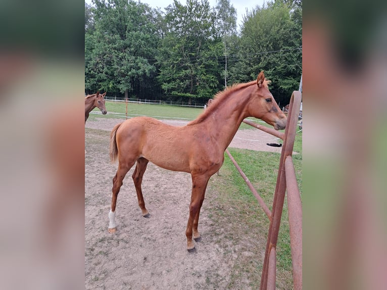 Hannoveraner Hengst Fohlen (03/2024) 175 cm Fuchs in Stare Czarnowo