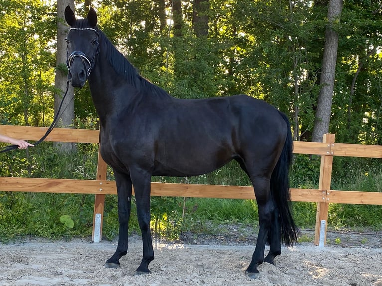 Hannoveraner Hengst  175 cm Rappe in Cadenberg