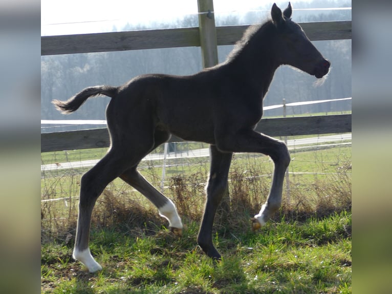 Hannoveraner Hengst Fohlen (03/2026) 175 cm Rappe in Greifenstein