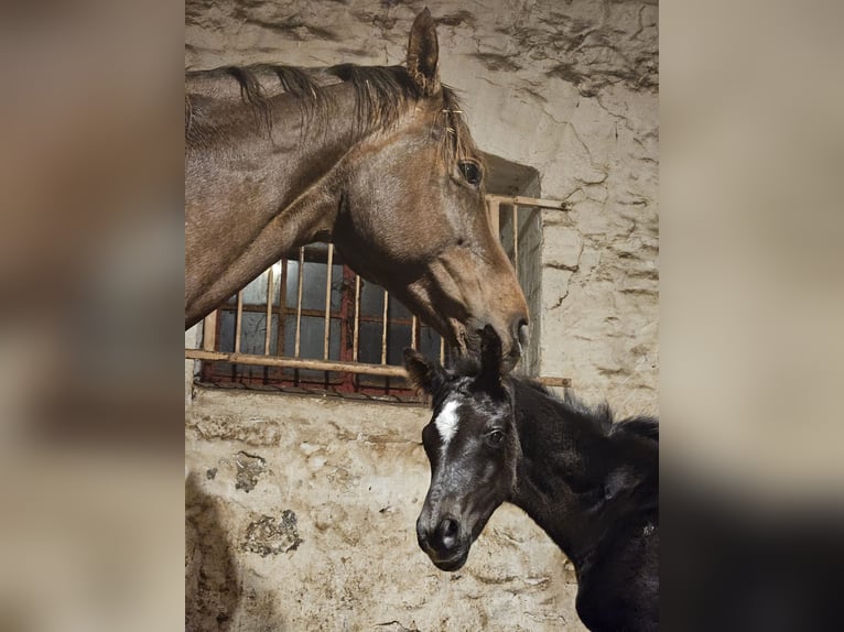 Hannoveraner Hengst  175 cm Rappe in Eilsleben