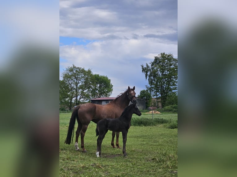 Hannoveraner Hengst  175 cm Rappe in Eilsleben