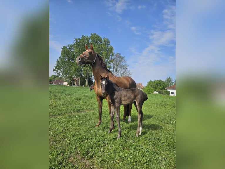 Hannoveraner Hengst  175 cm Rappe in Eilsleben