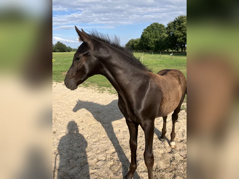 Hannoveraner Hengst Fohlen (05/2026) 175 cm Rappe in Friedeburg Wiesede
