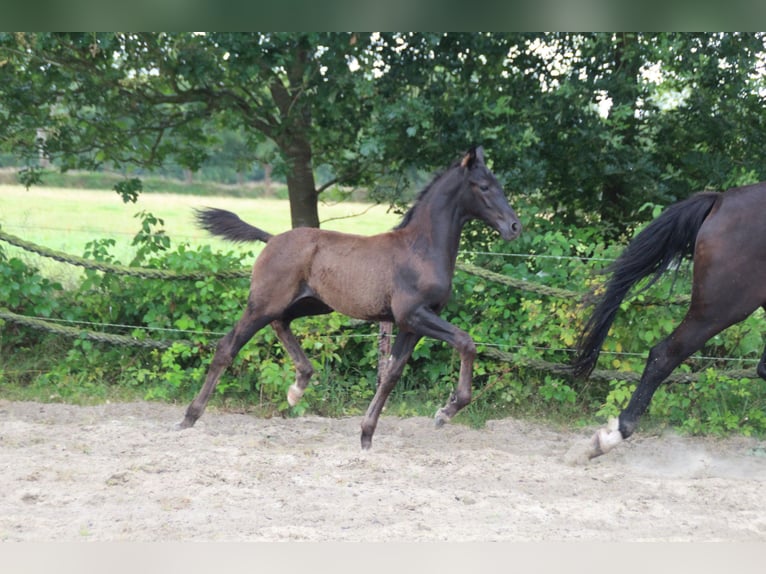Hannoveraner Hengst Fohlen (05/2026) 175 cm Rappe in Friedeburg Wiesede