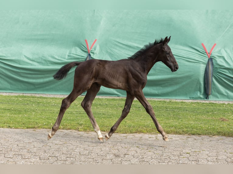Hannoveraner Hengst Fohlen (05/2026) 175 cm Rappe in Großheide