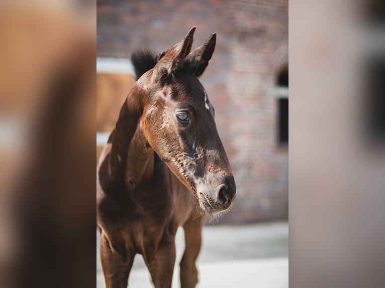 Hannoveraner Hengst Fohlen (05/2026) 175 cm Rappe in Großheide