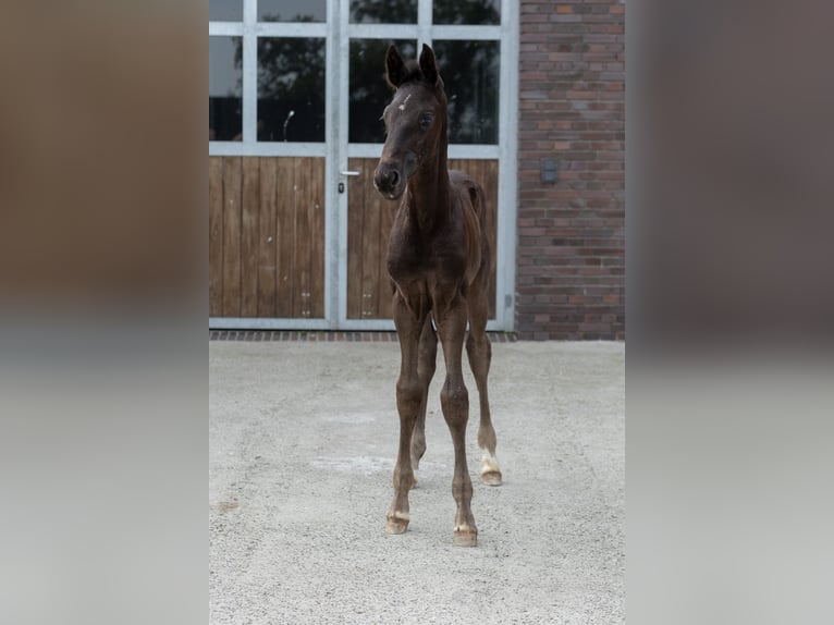 Hannoveraner Hengst Fohlen (05/2026) 175 cm Rappe in Großheide