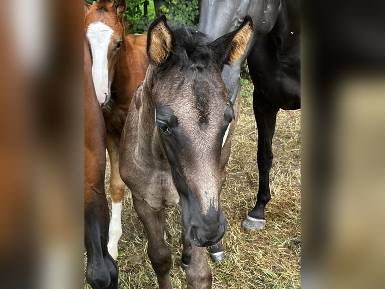 Hannoveraner Hengst Fohlen (06/2025) 175 cm Rappe in Neukirchen