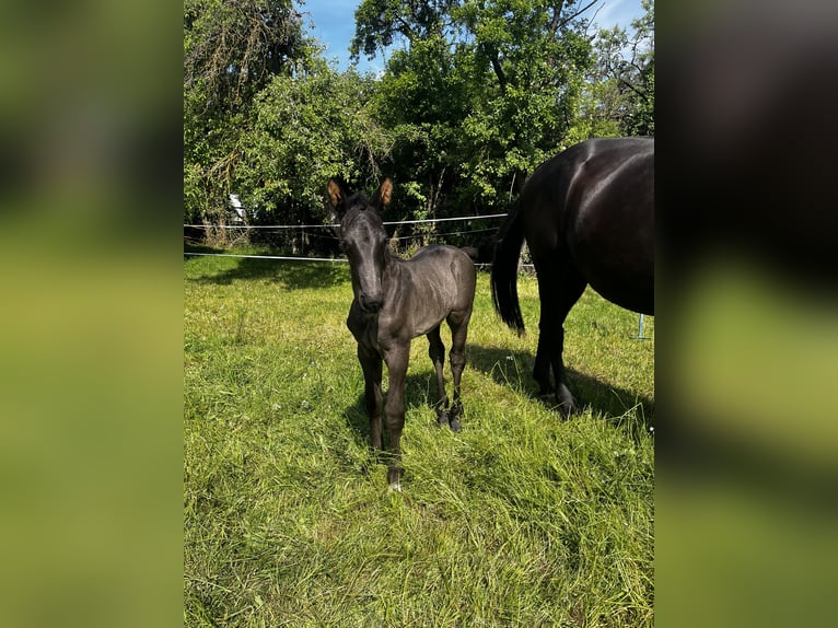 Hannoveraner Hengst Fohlen (06/2025) 175 cm Rappe in Neukirchen