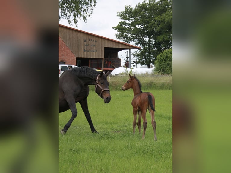 Hannoveraner Hengst  176 cm Dunkelbrauner in WalsrodE
