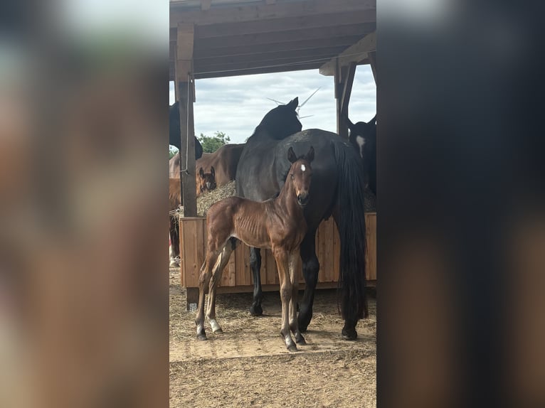 Hannoveraner Hengst  176 cm Dunkelbrauner in WalsrodE