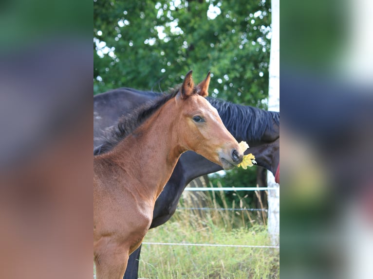 Hannoveraner Hengst Fohlen (05/2025) 176 cm Dunkelbrauner in WalsrodE