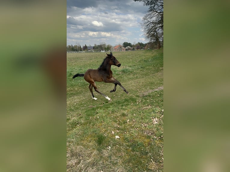 Hannoveraner Hengst  180 cm Schwarzbrauner in Dahlenburg
