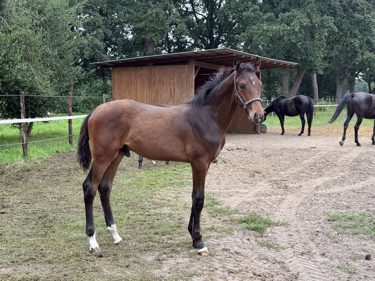 Hannoveraner Hengst Fohlen (04/2025) in Adelheidsdorf