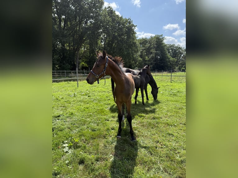 Hannoveraner Hengst Fohlen (04/2025) in Adelheidsdorf
