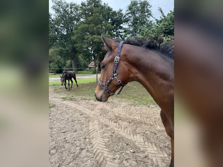 Hannoveraner Hengst Fohlen (04/2025) in Adelheidsdorf