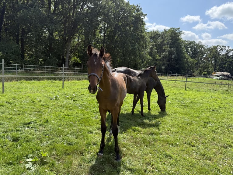 Hannoveraner Hengst Fohlen (04/2025) in Adelheidsdorf
