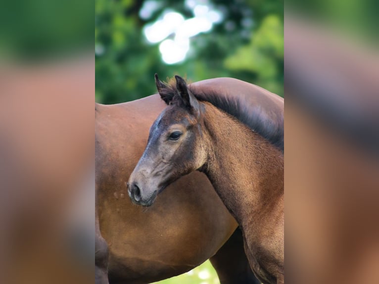 Hannoveraner Hengst  Apfelschimmel in Bispingen