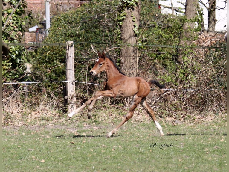 Hannoveraner Hengst  Brauner in Agathenburg