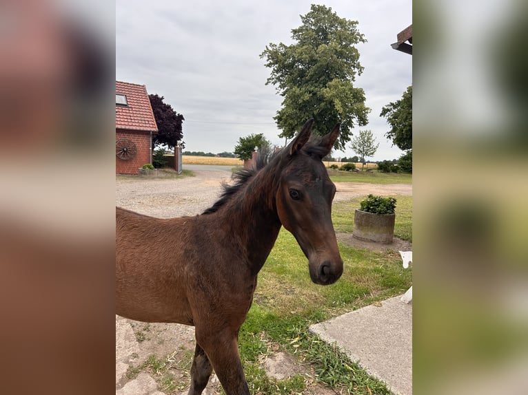 Hannoveraner Hengst  Brauner in Balge