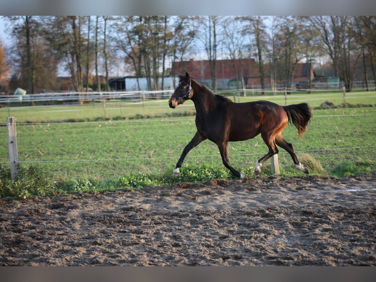 Hannoveraner Hengst  Brauner in Bleckede