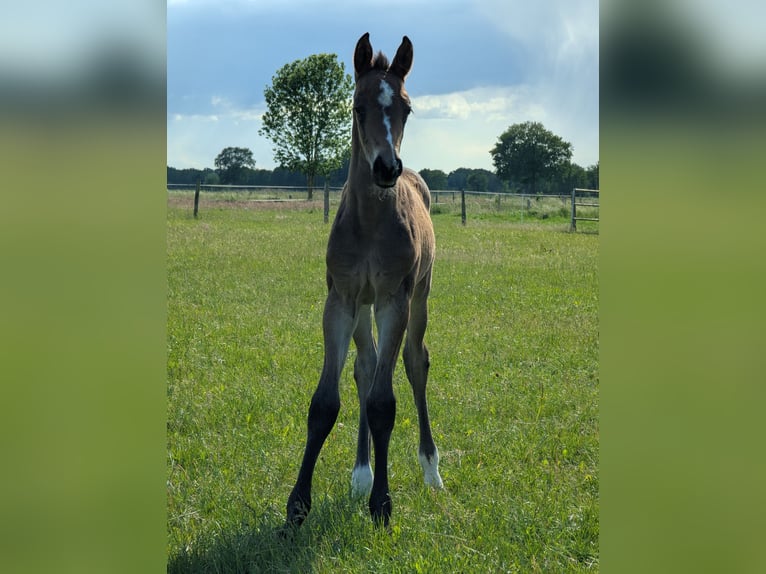 Hannoveraner Hengst  Brauner in Bleckede